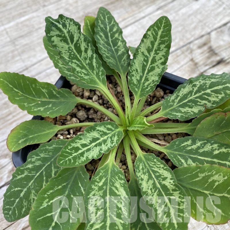 SH5951 Euphorbia spannringii 'Fish Bone'