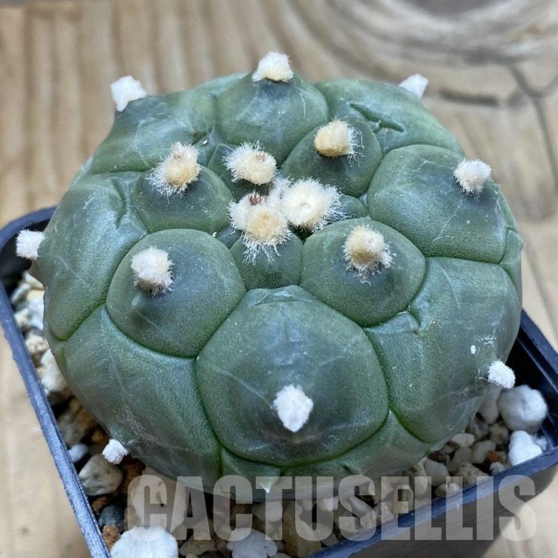 SH20974 Astrophytum asterias ‘Kikko’