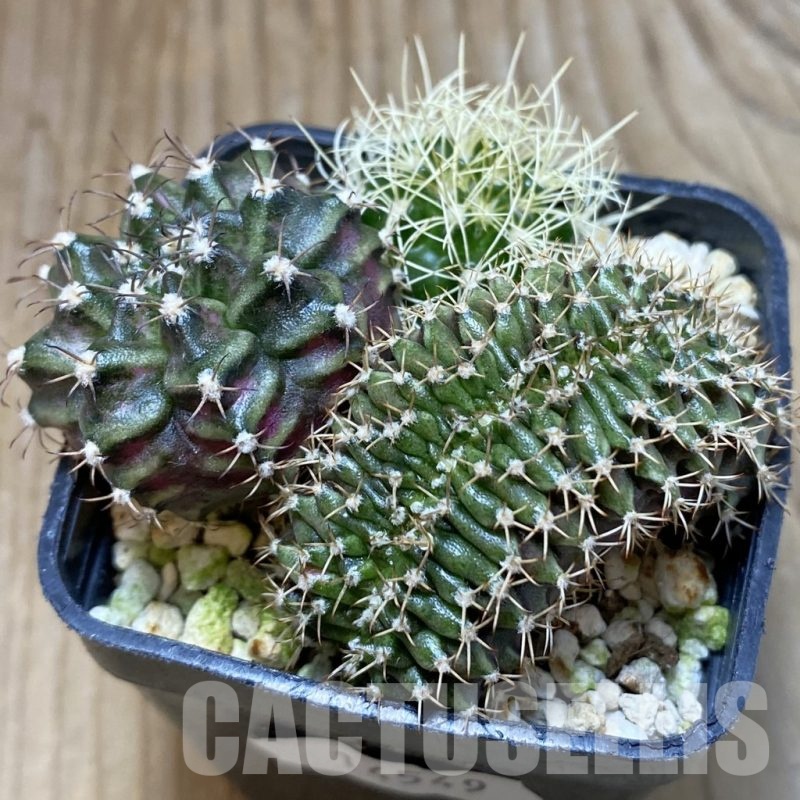 SH14549 Gymnocalycium mihanovichii 'Rex' x f. cristata x Discocactus bahiensis