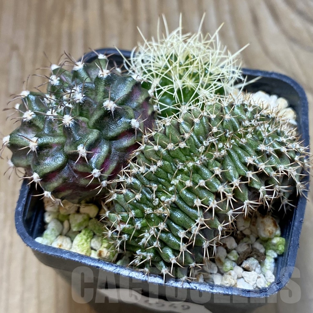 SH14549 Gymnocalycium mihanovichii 'Rex' x f. cristata x Discocactus bahiensis