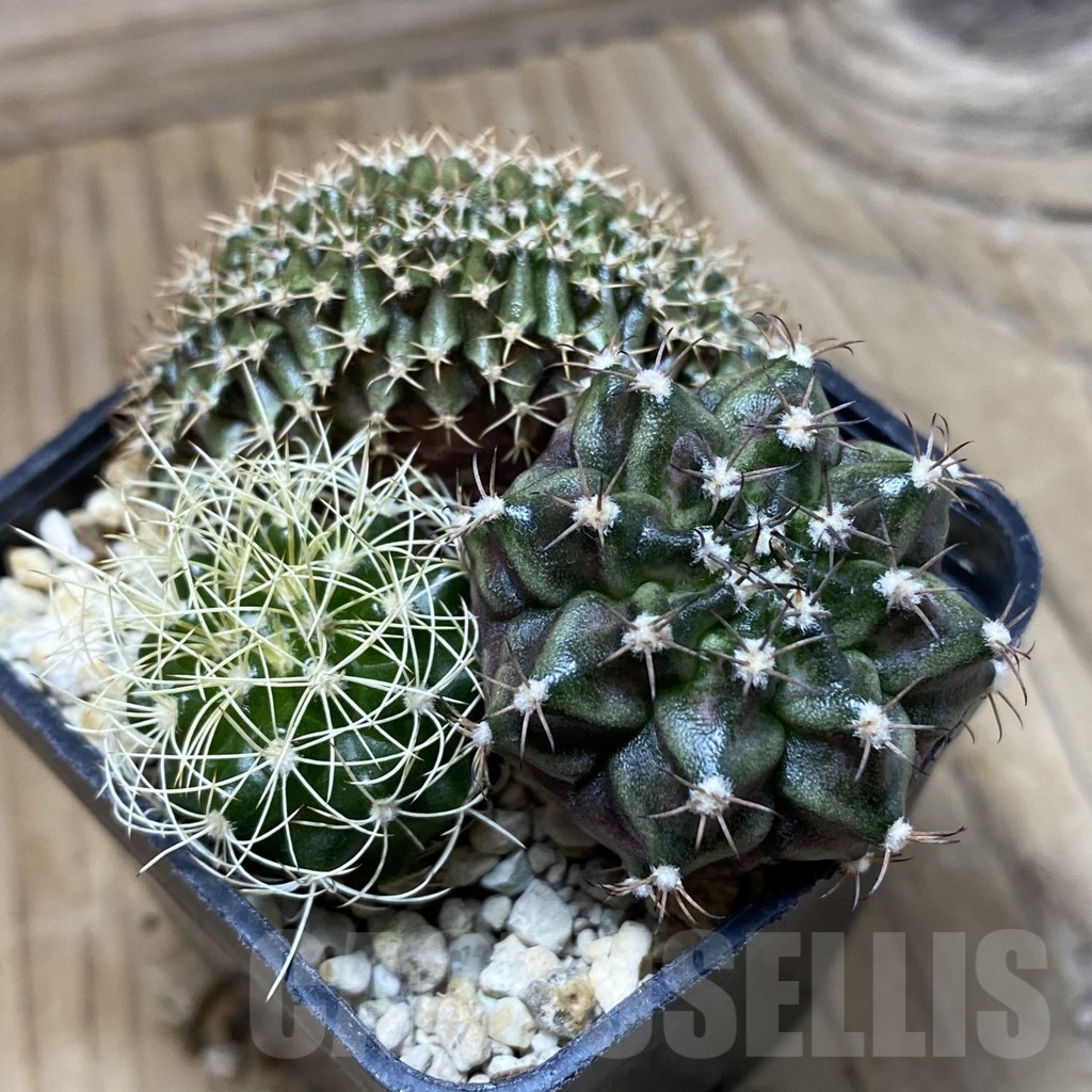 SH14549 Gymnocalycium mihanovichii 'Rex' x f. cristata x Discocactus bahiensis - Image 2