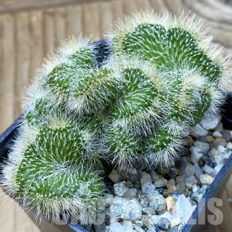 SH14664 Neobuxbaumia polylopha f. cristata