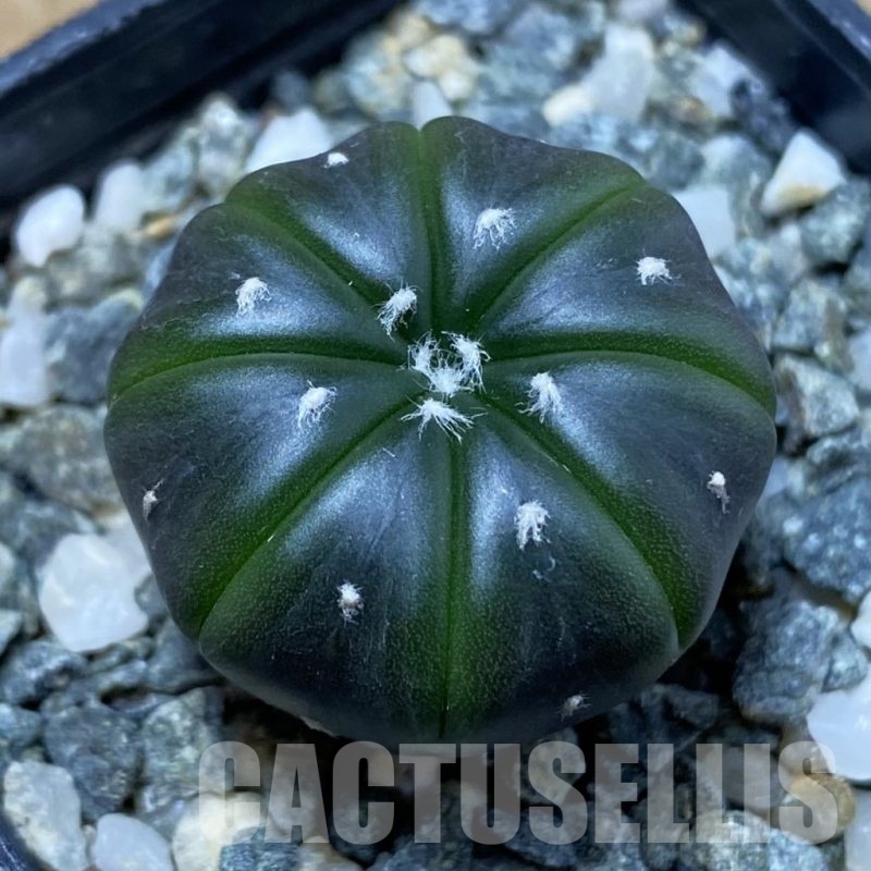 SH15488 Astrophytum asterias ‘Purple Skin’