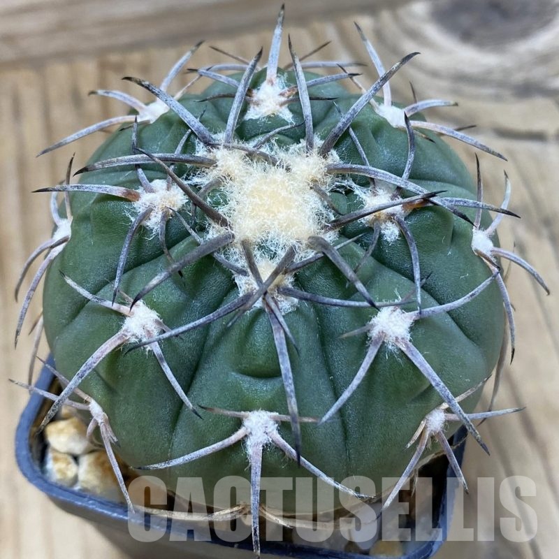 SH14111 Gymnocalycium spegazzinii LB 4731