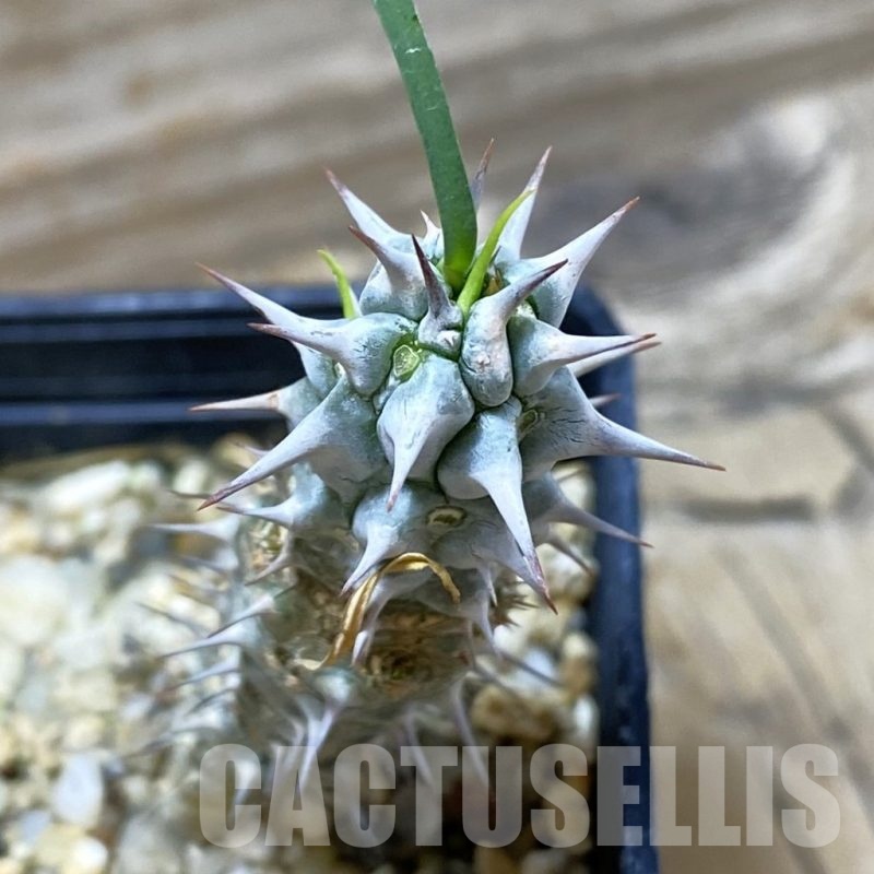 SH15295 Euphorbia gottlebei