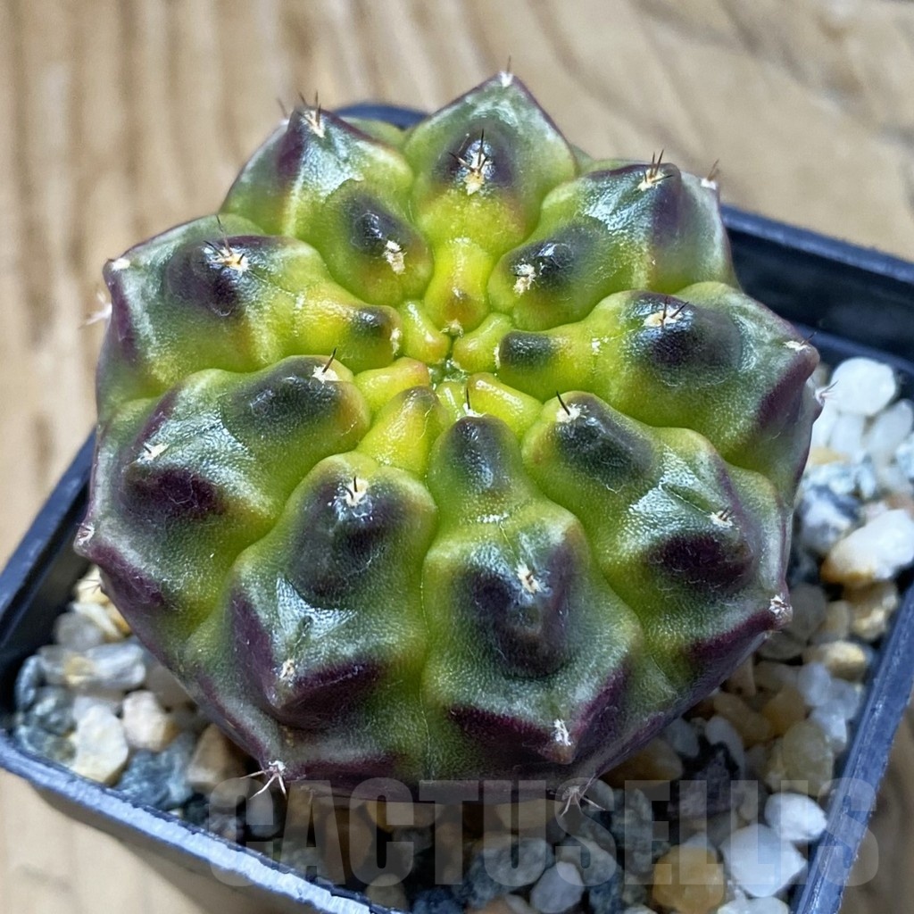 SH14104 Gymnocalycium mihanovichii 'Day Dream', seedling