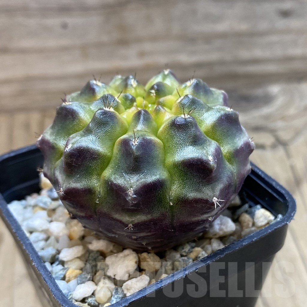 SH14104 Gymnocalycium mihanovichii 'Day Dream', seedling - Зображення 2