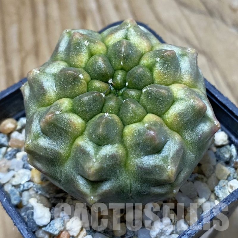 SH15461 Gymnocalycium mihanovichii ‘Day Dream’, seedling