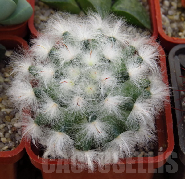 VVG17512 Mammillaria bocasana v. multilanata