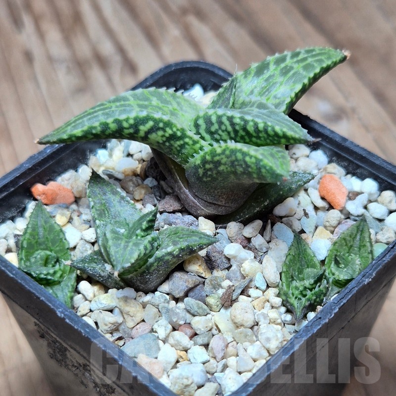 VVG15328 Haworthia tesselata RNS