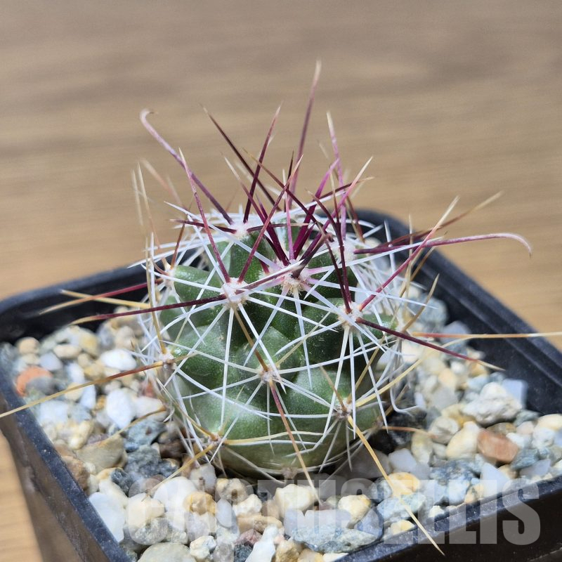 VVG15331 Ferocactus haematacanthus -El Amparo-