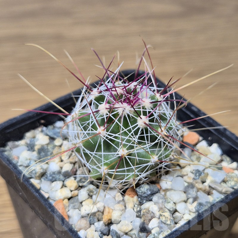 VVG15332 Ferocactus haematacanthus -El Amparo-