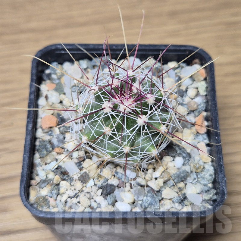 VVG15332 Ferocactus haematacanthus -El Amparo- - 画像 (2)