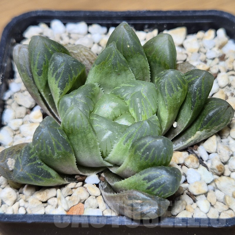 VVG15333 Haworthia cooperi v.dielsiana