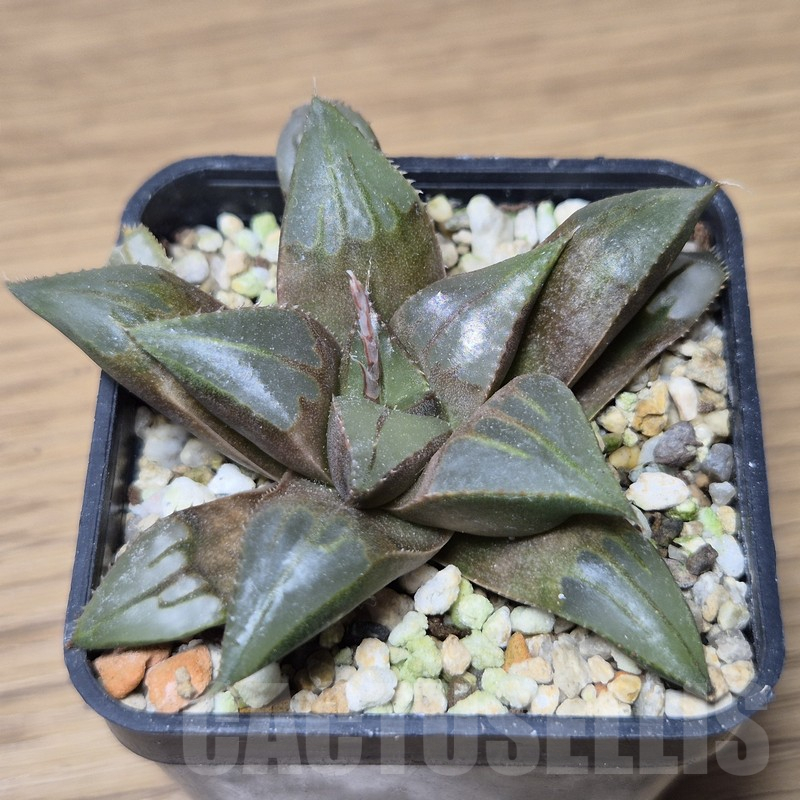 VVG15334 Haworthia mirabilis v.mundula SH
