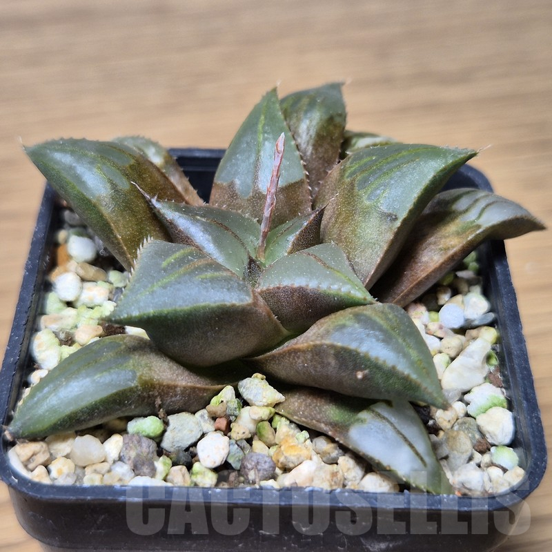 VVG15334 Haworthia mirabilis v.mundula SH - Image 2