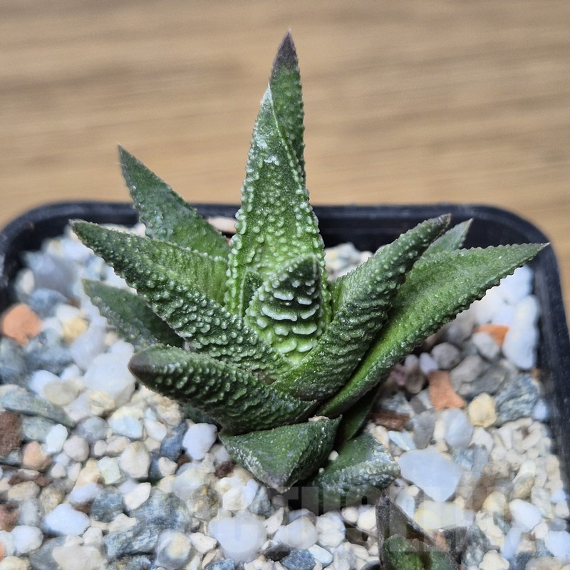 VVG15335 Haworthia nigra hybrid