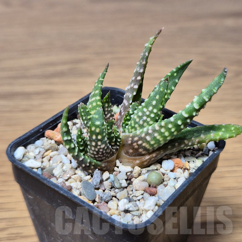 VVG15337 Haworthia pumila f.caespitosa - Image 2