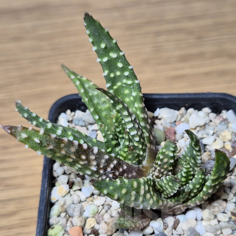 VVG15337 Haworthia pumila f.caespitosa