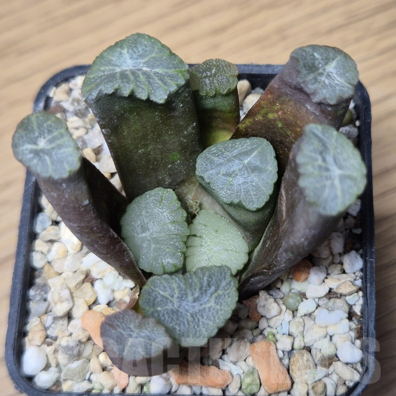 VVG15338 Haworthia maughanii -Japan- seedling