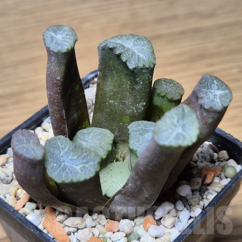 VVG15338 Haworthia maughanii -Japan- seedling - Image 2