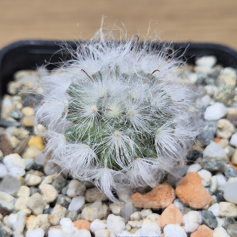 VVG15339 Mammillaria bocasana v. multilanata - Image 2