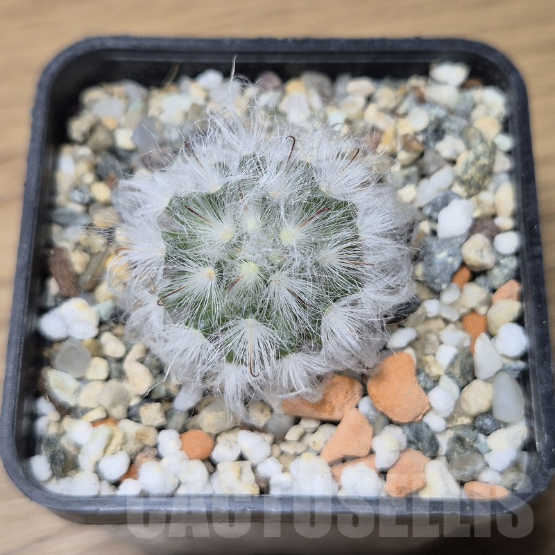 VVG15339 Mammillaria bocasana v. multilanata - Image 3