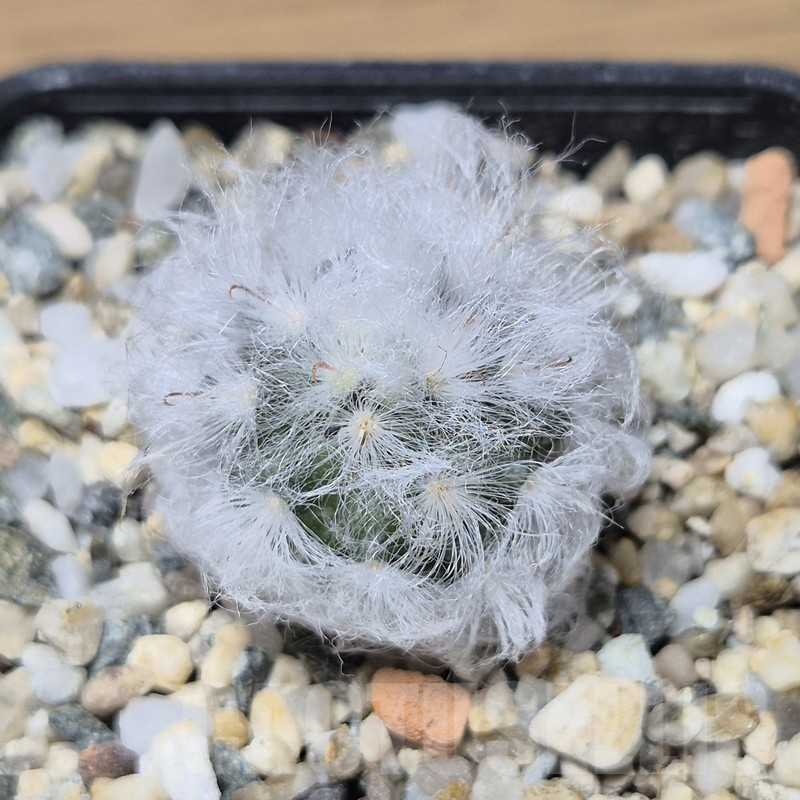 VVG15340 Mammillaria bocasana v. multilanata - Image 2