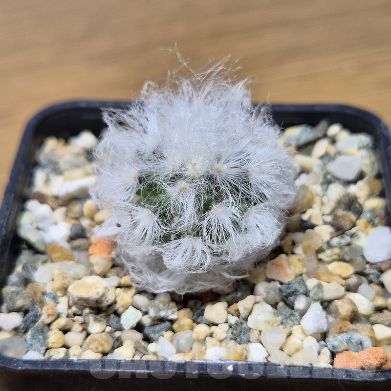 VVG15340 Mammillaria bocasana v. multilanata - Image 3