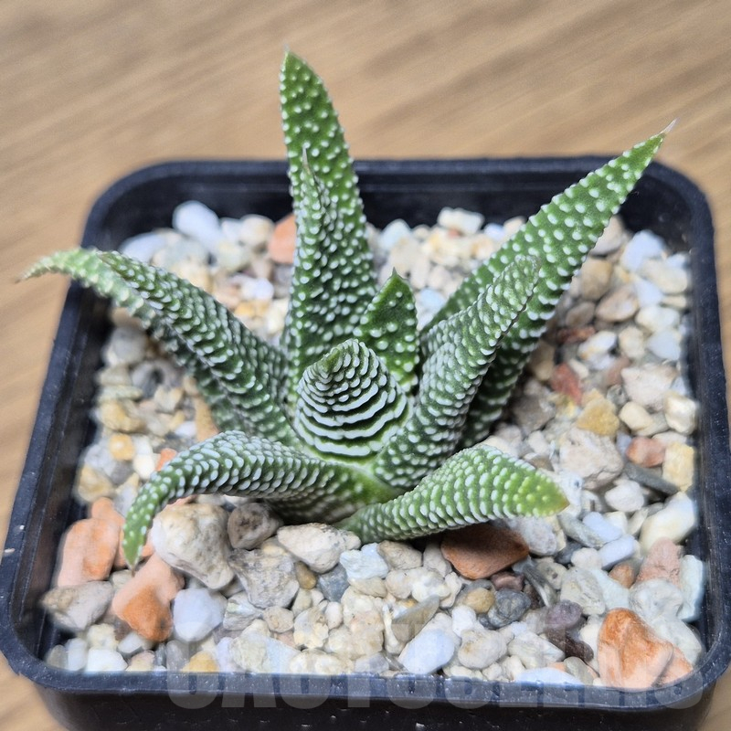 VVG15342 Haworthia minima -Bredasdorp- - Image 2