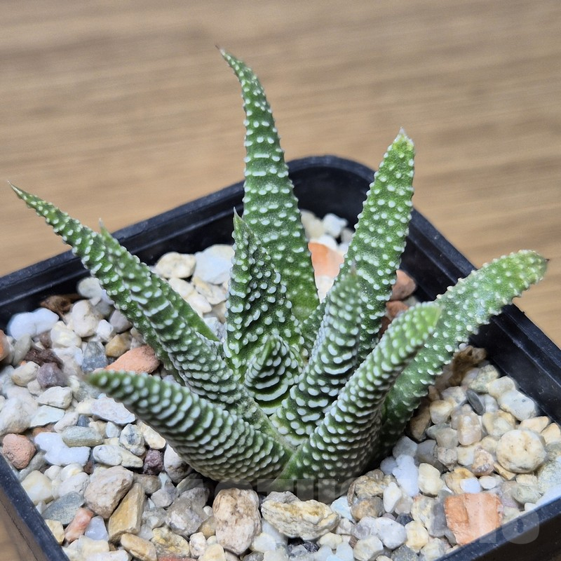 VVG15342 Haworthia minima -Bredasdorp-