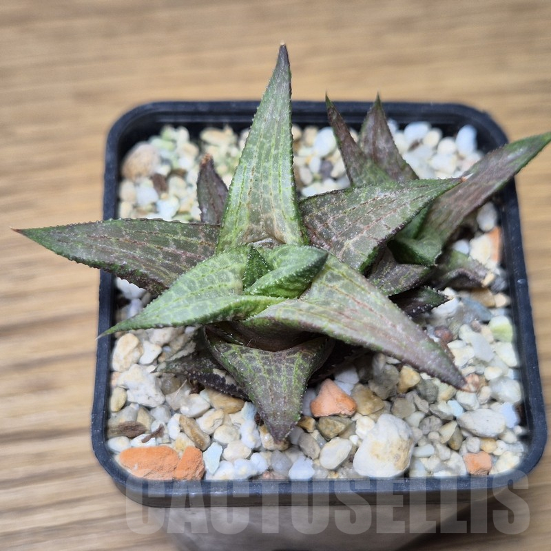VVG13542 Haworthia coriacea x venosa clon 2