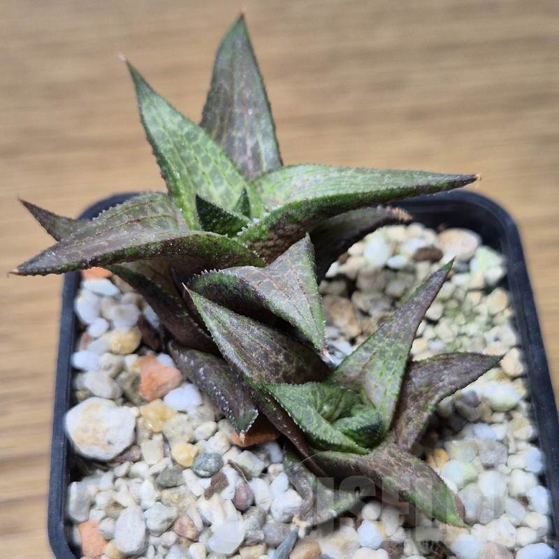 VVG13542 Haworthia coriacea x venosa clon 2 - Imagen 2