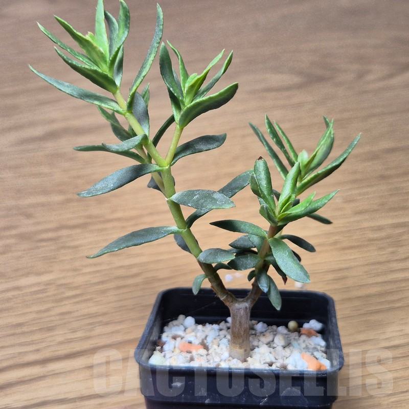 VVG15344 Crassula sarcocaulis