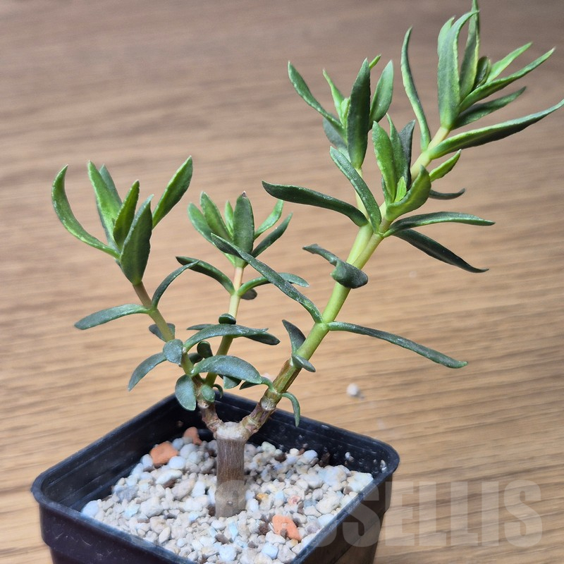 VVG15344 Crassula sarcocaulis - Image 2