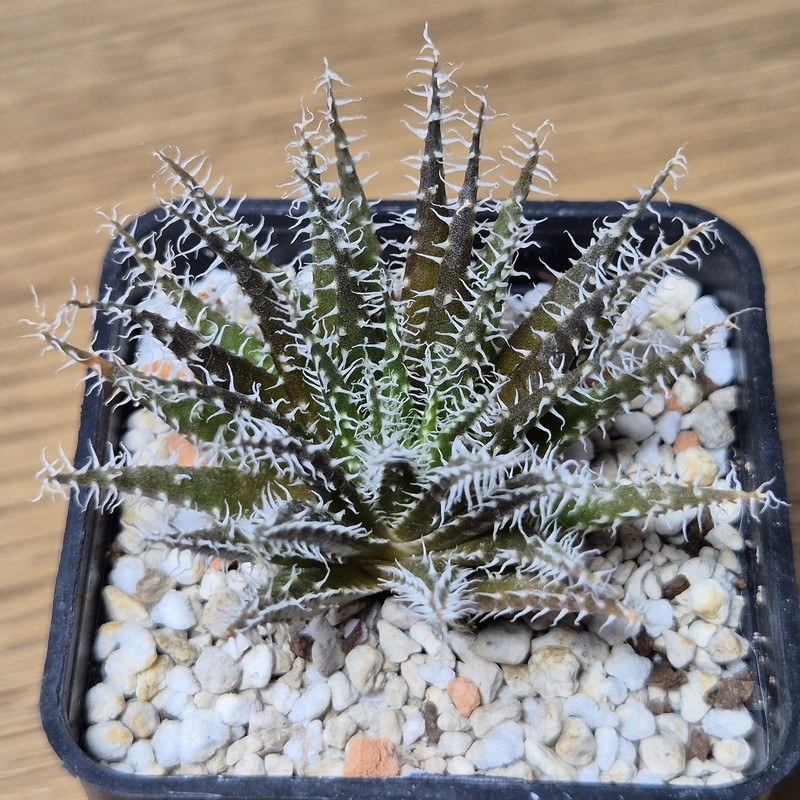 VVG15345 Aloe haworthioides