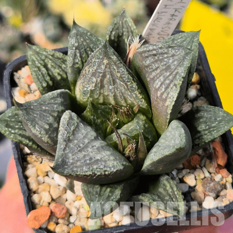 VVG15347 Haworthia 'Karasujoh' x ‘Black Major’