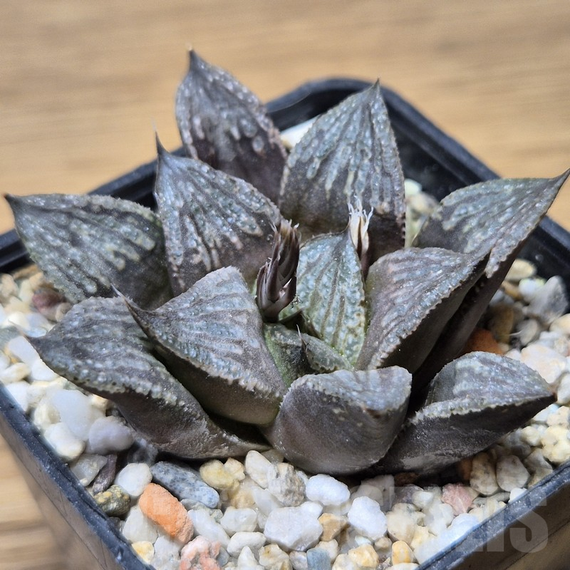 VVG15347 Haworthia 'Karasujoh' x ‘Black Major’ - Image 2