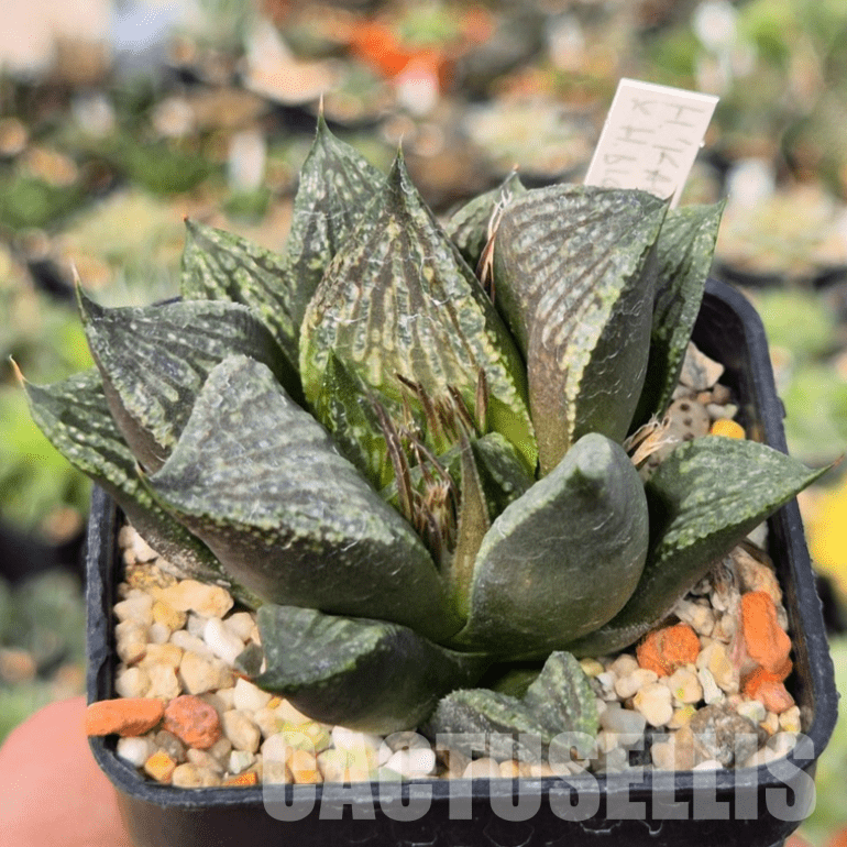 VVG15347 Haworthia 'Karasujoh' x ‘Black Major’ - 画像 (2)
