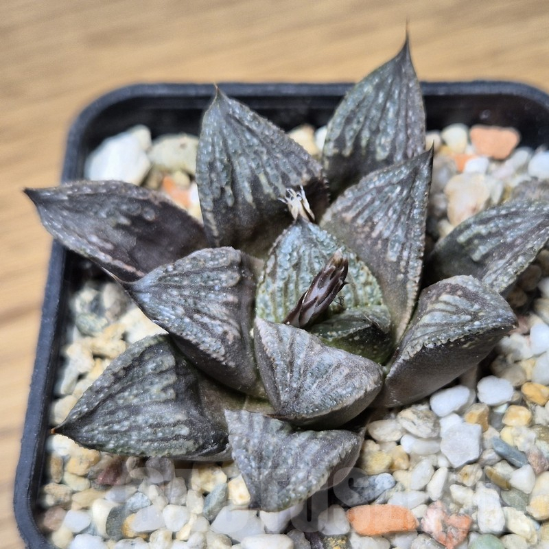 VVG15347 Haworthia 'Karasujoh' x ‘Black Major’