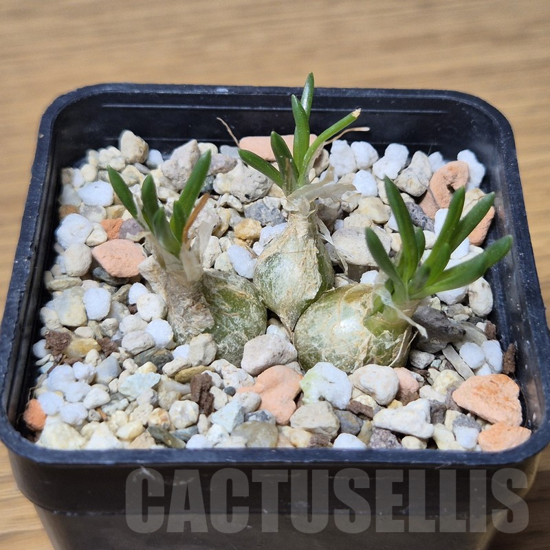 VVG15348 Ornithogalum lithopsoides - Image 2