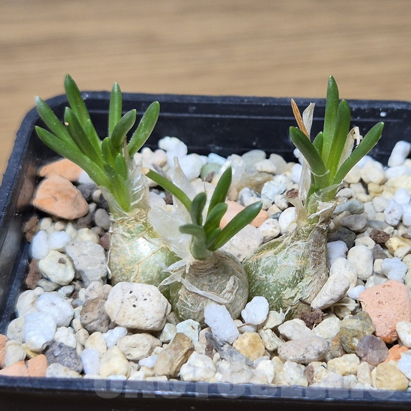 VVG15348 Ornithogalum lithopsoides