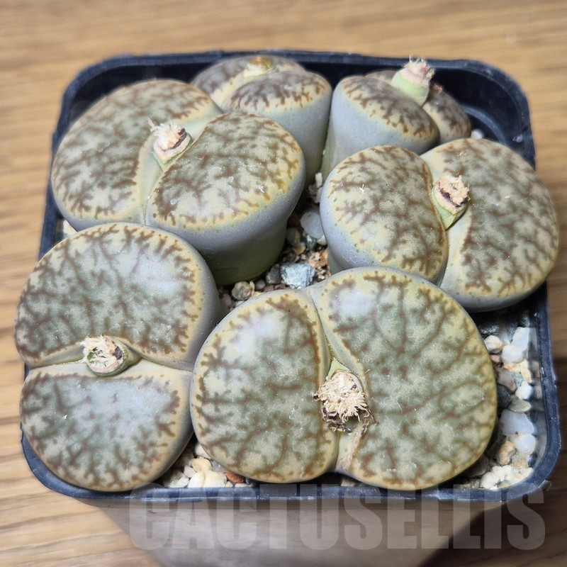 VVG15349 Lithops pseudotruncatella v. alpina old 15 years - Image 2