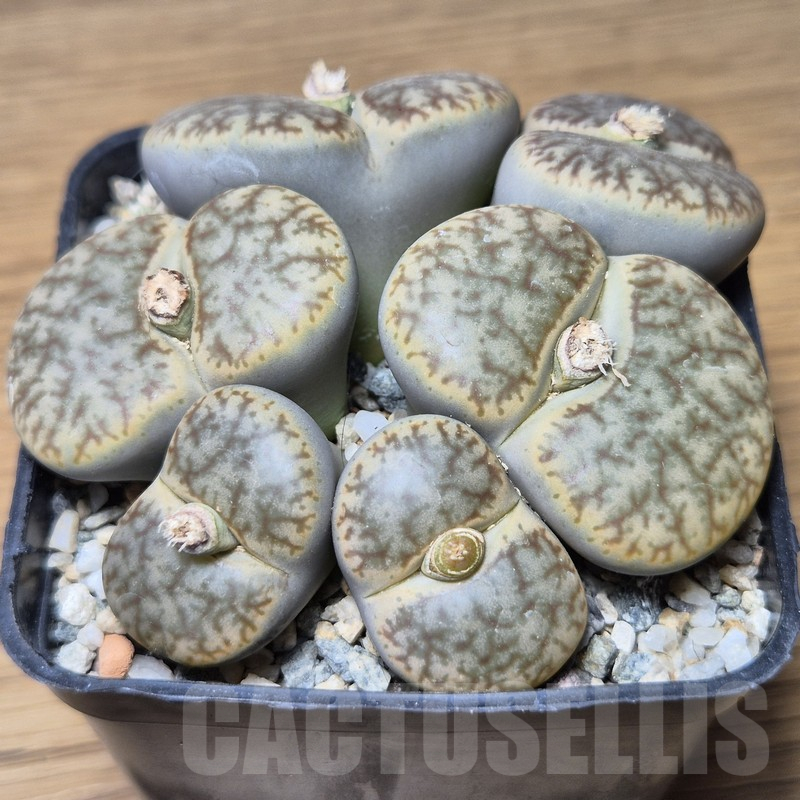 VVG15349 Lithops pseudotruncatella v. alpina old 15 years