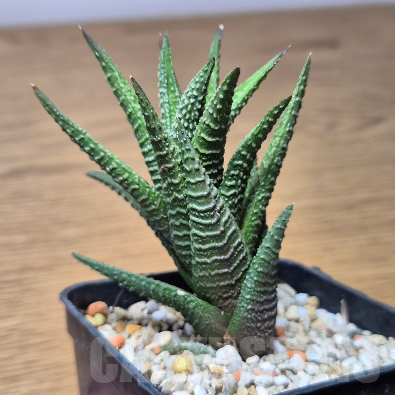 VVG15350 Haworthia nigra hybrid - Image 3