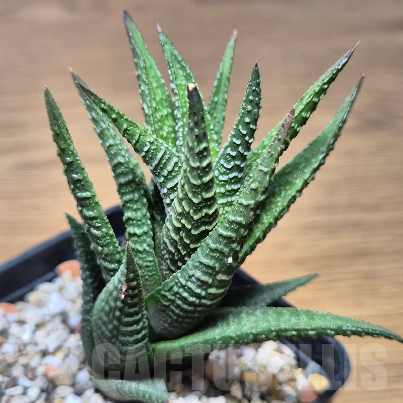 VVG15350 Haworthia nigra hybrid