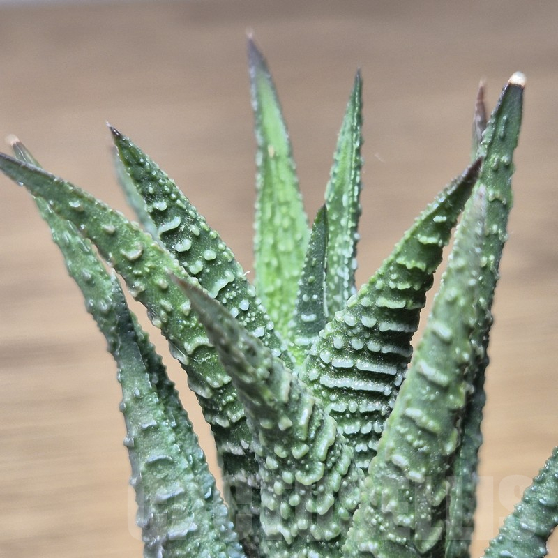 VVG15350 Haworthia nigra hybrid - Image 2