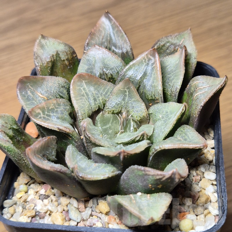 VVG15351 Haworthia schultiana x retusa x comptoniana x VVG30