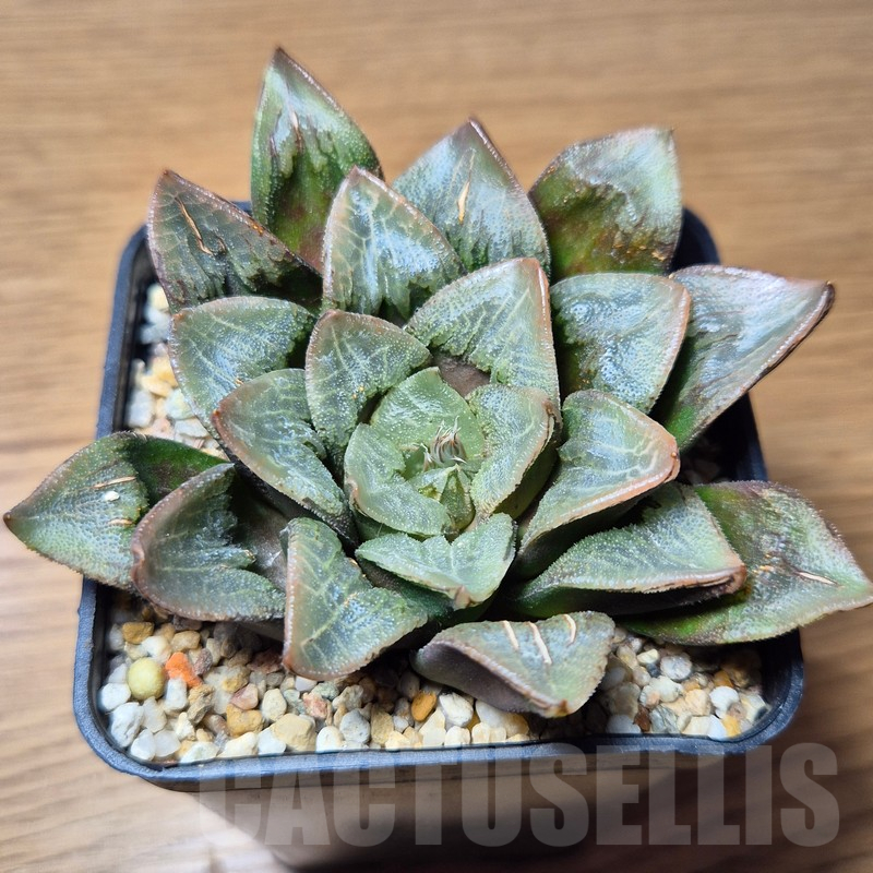 VVG15351 Haworthia schultiana x retusa x comptoniana x VVG30 - Image 2