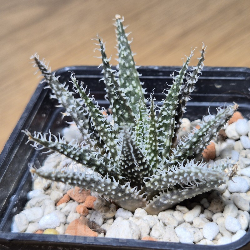 VVG15353 Aloe haworthioides -Select form-